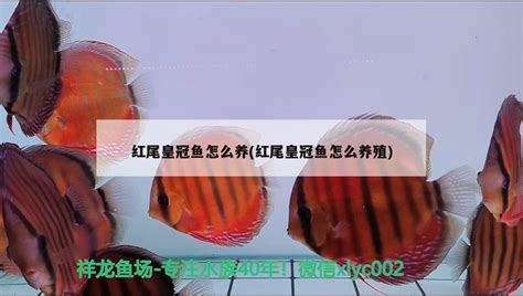 皇冠鱼|红尾皇冠鱼习性介绍和饲养方法